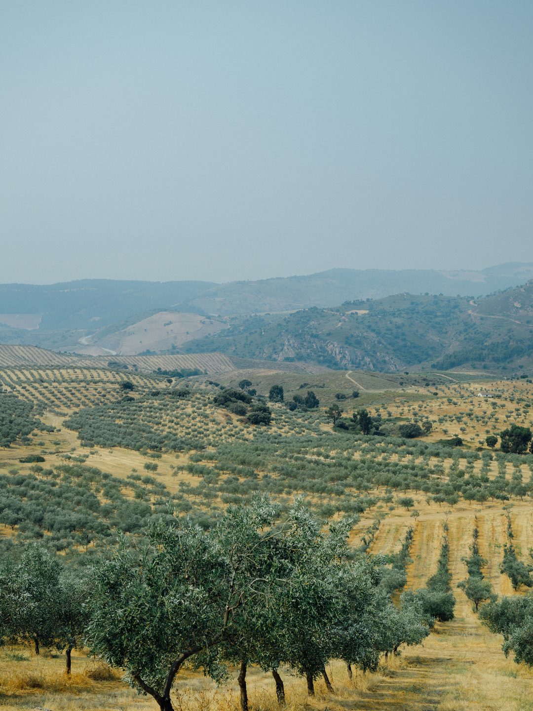 Olivenreihen der Farm Acushla ziehen den Hang hinunter, dahinter das Tal und die Berge von Trás-os-Montes