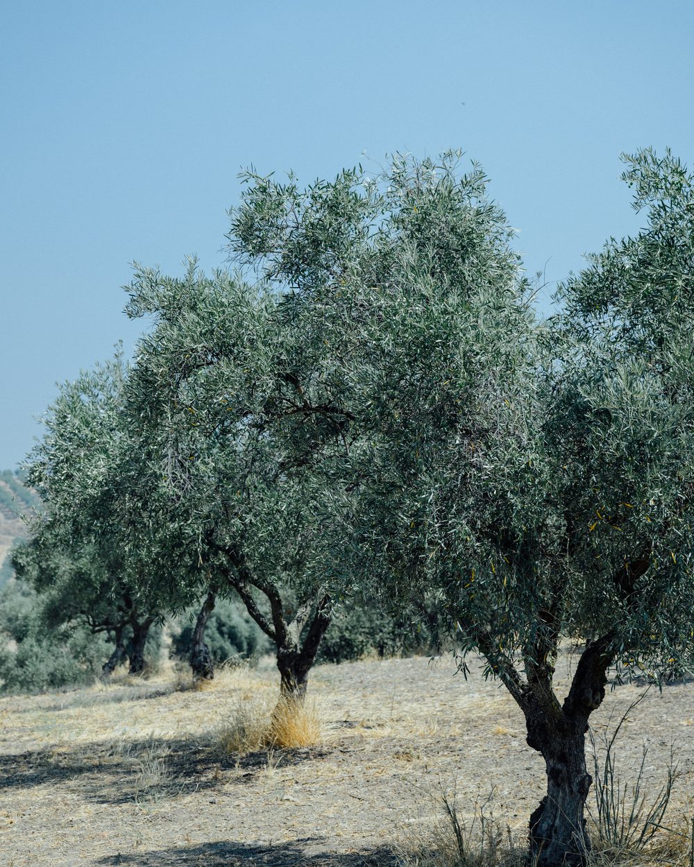 Alter Olivenbaum mit knorrigem Stamm im Hain der Farm Acushla, dahinter weitere Bäume auf trockenem Sommerboden