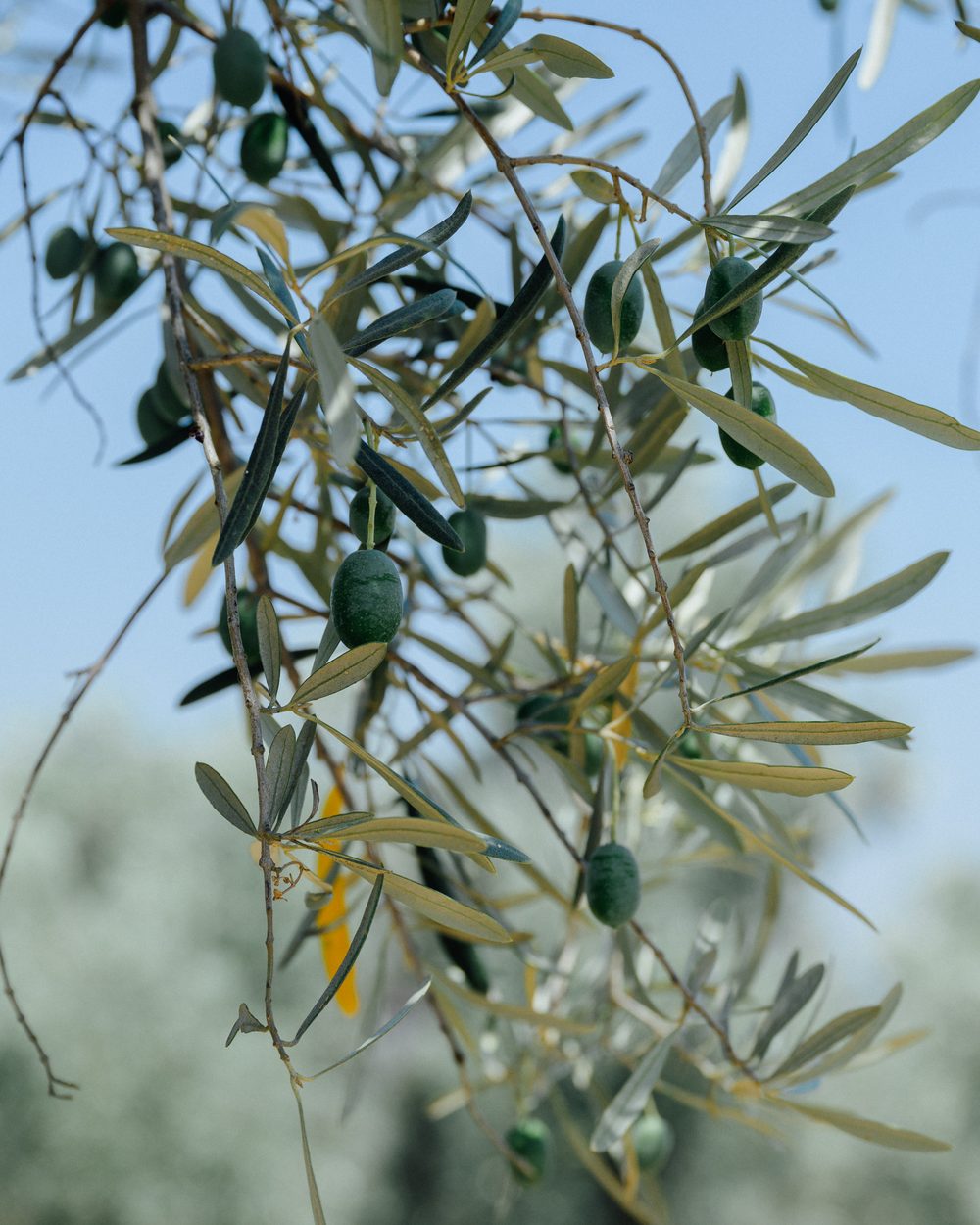 Zweig mit grünen Oliven am Baum, dahinter unscharf die silbrigen Kronen des Olivenhains
