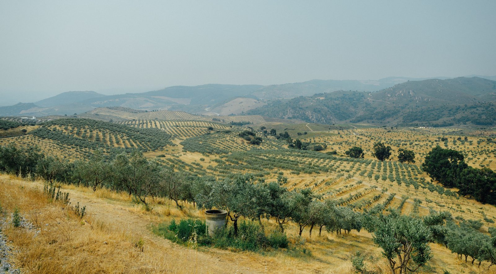 Blick über die Olivenhaine der Farm Acushla: Baumreihen ziehen sich über die Hügel von Trás-os-Montes, dahinter Bergketten im Sommerdunst